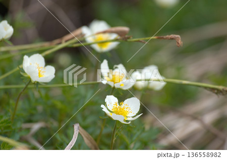 春の高山植物白い花咲くチングルマ 136558982