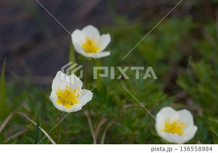 春の高山植物白い花咲くチングルマ 136558984