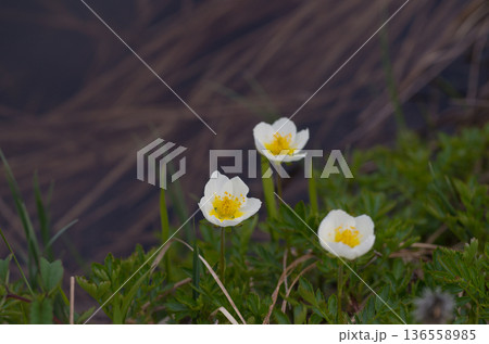 春の高山植物白い花咲くチングルマ 春の高山植物白い花咲くチングルマ 136558985