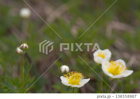春の高山植物白い花咲くチングルマ 春の高山植物白い花咲くチングルマ 136558987