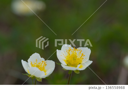 春の高山植物白い花咲くチングルマ 春の高山植物白い花咲くチングルマ 136558988