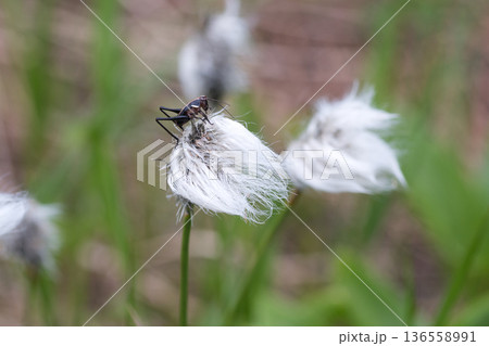 ワタスゲに留まるコオロギ 136558991