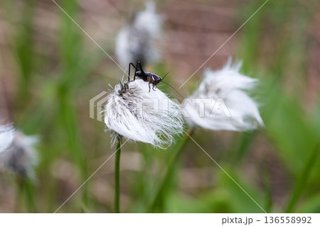 ワタスゲに留まるコオロギ 136558992