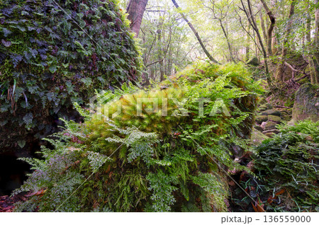ヒノキゴケとハネゴケの仲間 屋久島国立公園(冬 ヒノキゴケとハネゴケの仲間 屋久島国立公園(冬 136559000