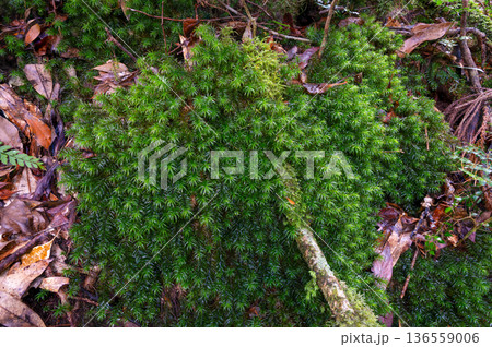 スギゴケの仲間　屋久島国立公園(冬 136559006