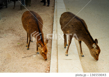 広島の鹿　二頭の鹿　日常風景　野生動物　観光地スナップ 136559043