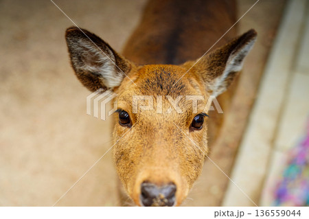 鹿の瞳 愛らしい表情 動物ポートレート 広島の鹿 至近距離 鹿の瞳 愛らしい表情 動物ポートレート 広島の鹿 至近距離 136559044