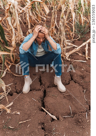 Sad farmer woman holding her head in her hands in front of her withered cornfield 136559083