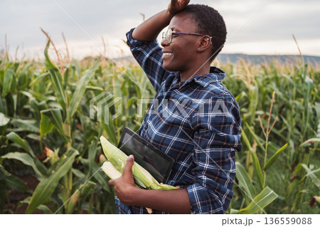 African farmer holding corn cobs and tablet in a corn field African farmer holding corn cobs and tablet in a corn field 136559088