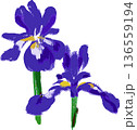 油絵風のあやめのイラスト アイリス 厚塗り 手描き 素材 136559194