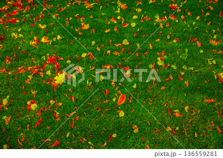 苔の上に落ちた紅葉 苔の上に落ちた紅葉 136559281