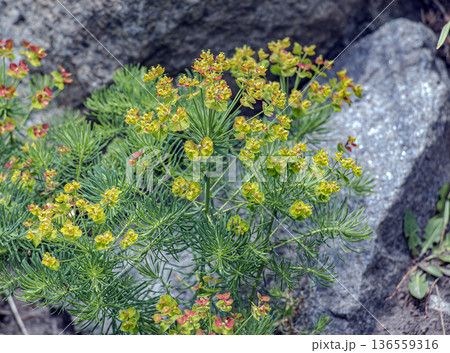 In spring, wild grasses, Euphorbia cyparissias, bloom In spring, wild grasses, Euphorbia cyparissias, bloom 136559316