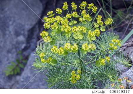 Flowers of Cypress Spurge or Euphorbia cyparissias Flowers of Cypress Spurge or Euphorbia cyparissias 136559317