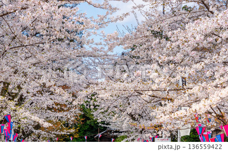 名古屋市・愛知縣護國神社 満開の桜 名古屋市・愛知縣護國神社 満開の桜 136559422