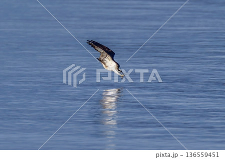 水面へ急降下するミサゴの狩りの瞬間：獲物を狙う力強いダイブ 136559451