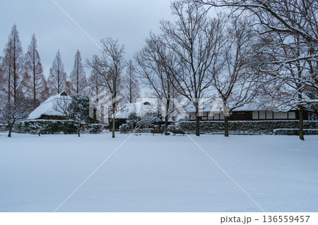 屋敷林の雪景色 136559457