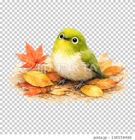 メジロ 紅葉 水彩 小鳥 秋の葉っぱ イラスト 切り抜き素材 136559486