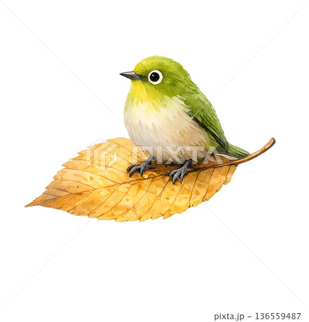 メジロ 落ち葉 シンプル 水彩 小鳥 イラスト 切り抜き素材 136559487