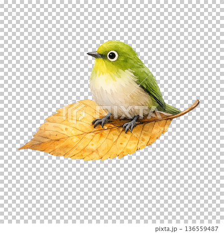 メジロ 落ち葉 シンプル 水彩 小鳥 イラスト 切り抜き素材 136559487