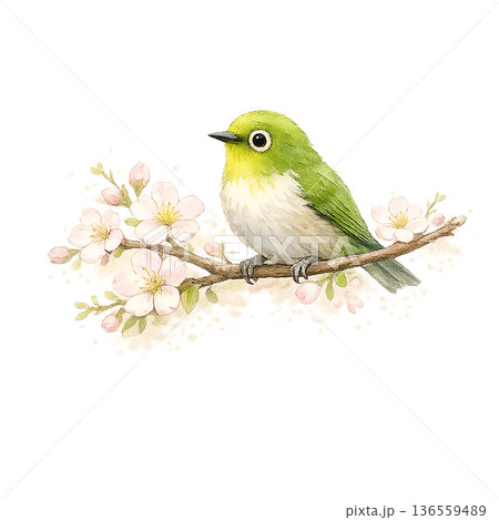 メジロ 桜 春 水彩 小鳥 イラスト 切り抜き素材 136559489