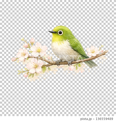 メジロ 桜 春 水彩 小鳥 イラスト 切り抜き素材 136559489