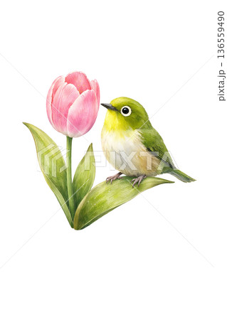 メジロ チューリップ 春 水彩 小鳥 イラスト 切り抜き素材 136559490