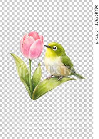 メジロ チューリップ 春 水彩 小鳥 イラスト 切り抜き素材 136559490