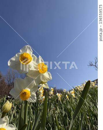 青空が背景の水仙の花 136559575
