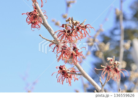 ハマメリス・インターメディア 136559626