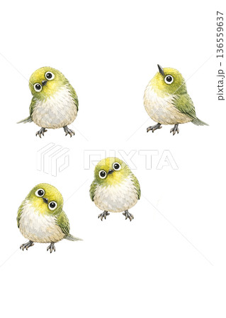 メジロ 小鳥 水彩 シンプルセット 野鳥 イラスト 切り抜き素材 136559637