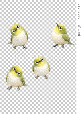 メジロ 小鳥 水彩 シンプルセット 野鳥 イラスト 切り抜き素材 136559637