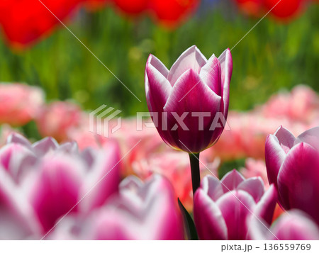 美しいチューリップの花 136559769