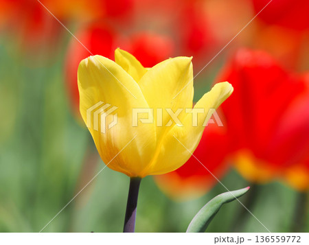 美しいチューリップの花 美しいチューリップの花 136559772