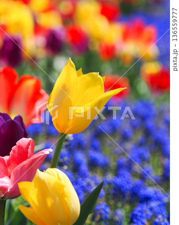 美しいチューリップの花 136559777