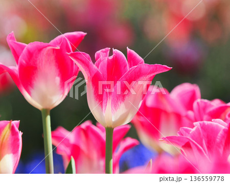 美しいチューリップの花 美しいチューリップの花 136559778