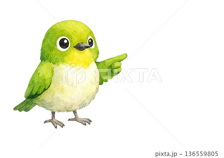メジロ 指さし ポーズ 水彩 小鳥 かわいい イラスト 切り抜き素材 136559805