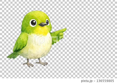 メジロ 指さし ポーズ 水彩 小鳥 かわいい イラスト 切り抜き素材 136559805
