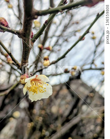 梅が開花　里山に春の訪れ 136559808