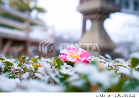 椿の雪化粧 136559812