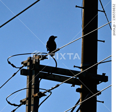 黄昏の電線にとまるカラス 136559832