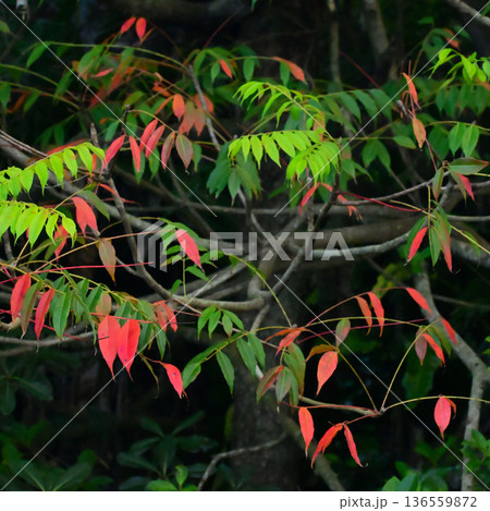 ハゼノキの紅葉 136559872
