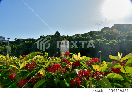 勝連グスク前バス停のサンダンカの生垣 136559881