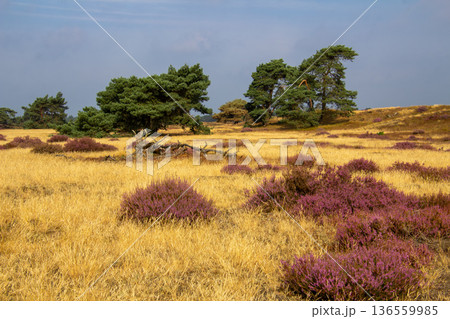 Heather in bloom on the Veluwe in the Netherlands 136559985