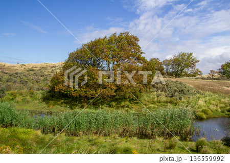 Dune Landscape in Kennemerland, the Netherlands Dune Landscape in Kennemerland, the Netherlands 136559992