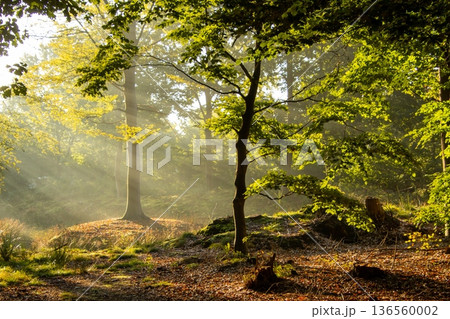 Sunset on a misty morning in Hoogersmilde 136560002