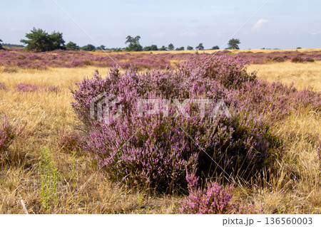 Heather in bloom on the Veluwe in the Netherlands 136560003