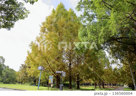 秋の公園　色づくメタセコイアの葉 136560004