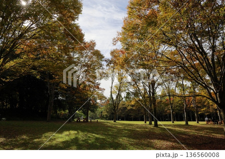 秋の公園 色づく雑木林 秋の公園 色づく雑木林 136560008