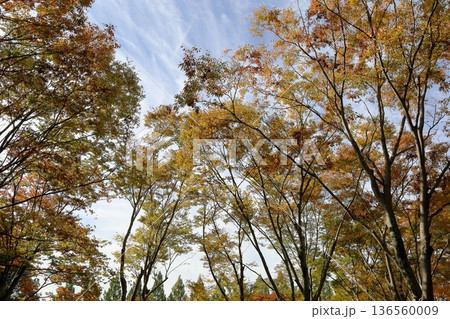 秋の公園 色づく雑木林 秋の公園 色づく雑木林 136560009