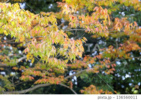 秋の公園 色づくケヤキの葉 秋の公園 色づくケヤキの葉 136560011
